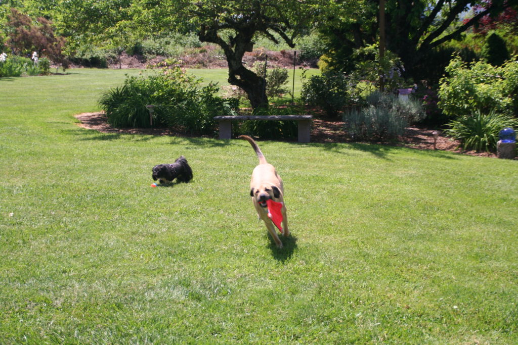 Pups playing together at Jet Set Pet Sitters Doggy daycare in Happy Valley