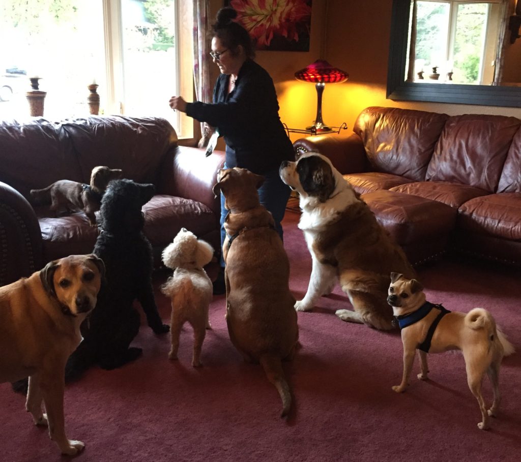 Doggy Daycare in Happy Valley Jet Set Pet Sitters LLC