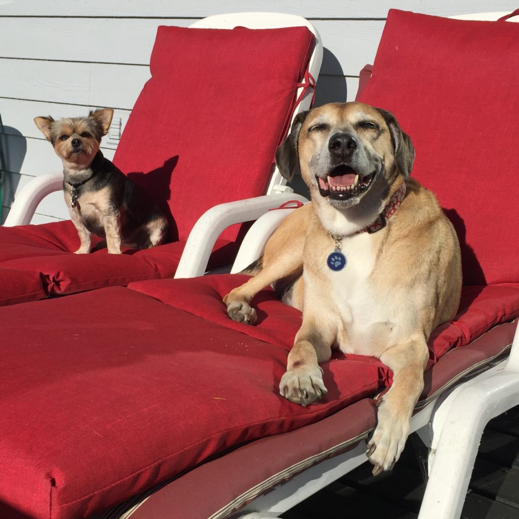 Colby and friends enjoy the best in home dog sitting