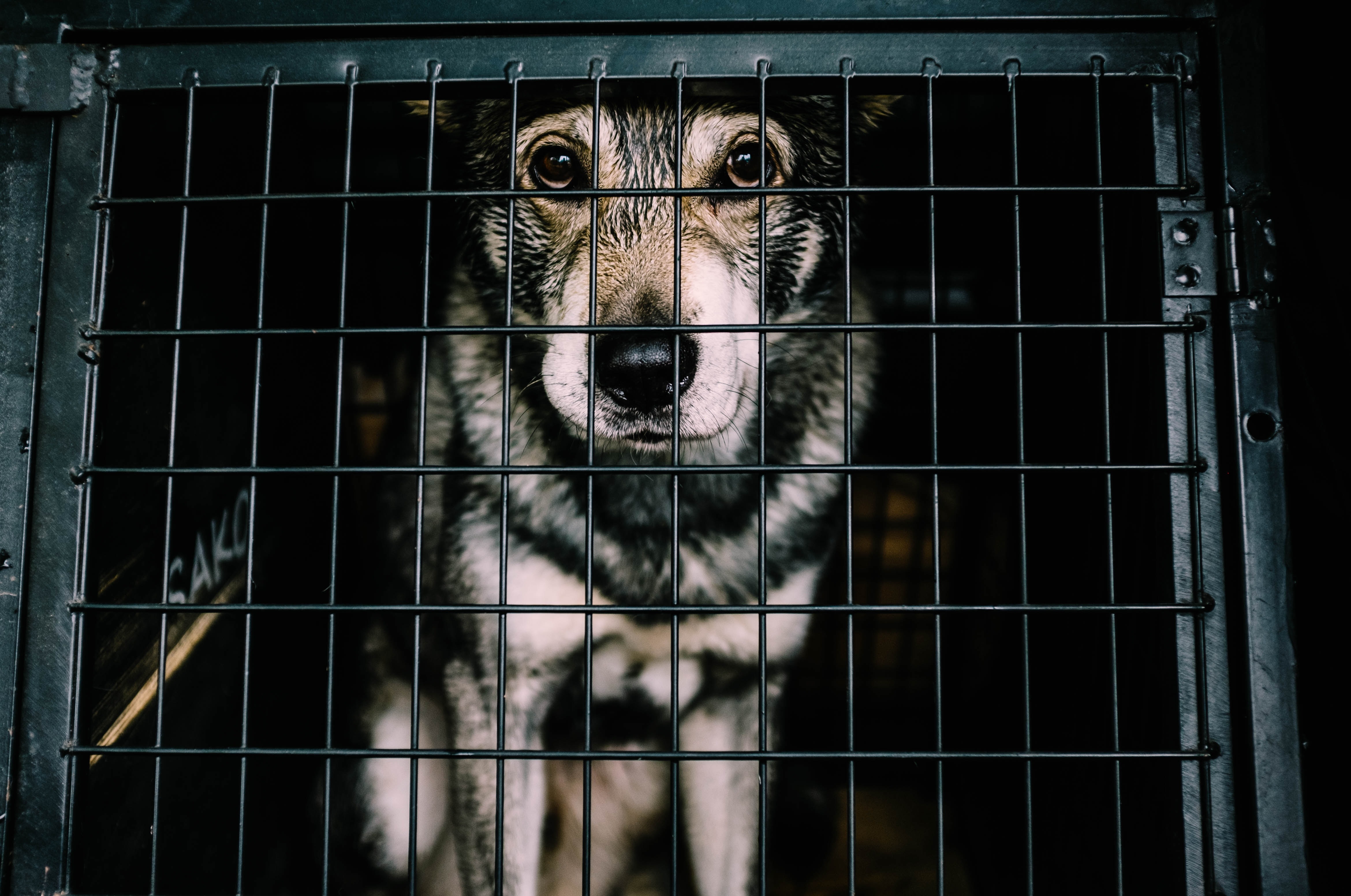 Caged animals. Приют для собак. Щенки в приюте. Клетка для собак.