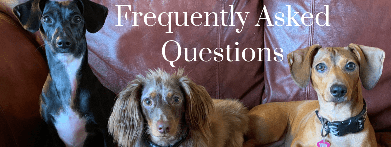 Frequently Asked Questions about pet care, dog sitting, overnight house sitting and doggy daycare